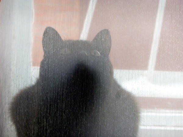 catportrait